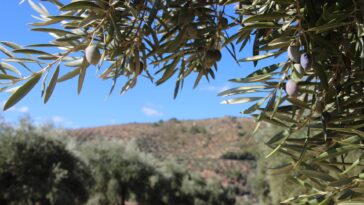 El origen del himno de Andalucía es completamente popular, del campo.
