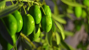 Los refranes andaluces tienen su origen en la cultura popular.