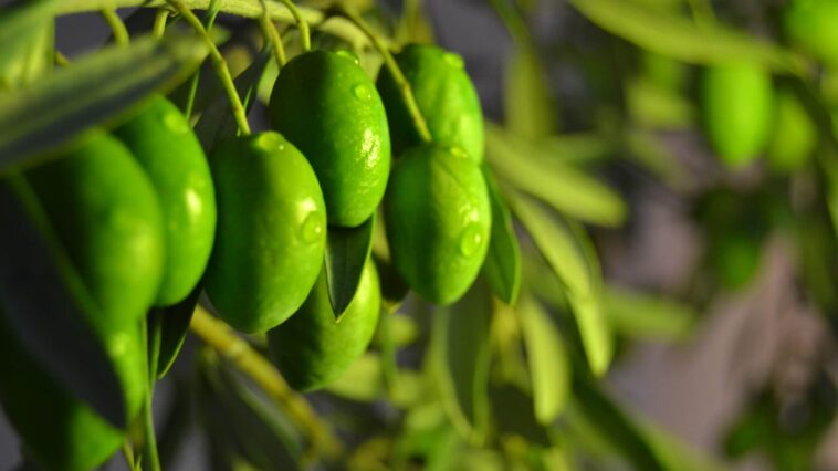 Los refranes andaluces tienen su origen en la cultura popular.